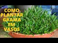 COMO PLANTAR GRAMA NO VASO PARA SEU PET | COM MURILO SOARES | SPAGNHOL PLANTAS