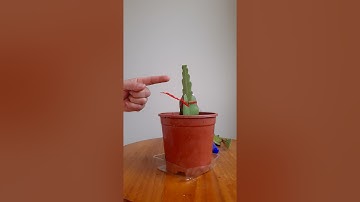 CÁCH GHÉP HOA NHẬT QUỲNH ĐƠN GIẢN NHẤT, TỶ LỆ SỐNG 100%.