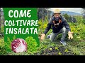 COLTIVARE INSALATA nell'ORTO: i consigli base e i 5 errori da evitare