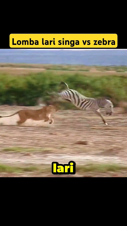 Zebra menang lomba lari dari singa sang lion king raja hutan #animals #lion #zebra #shorts #viral