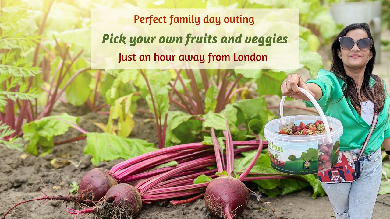 Pick your own fruit farm near London Strawberry farm Copas farm