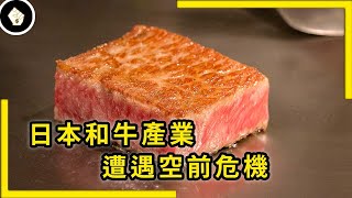 追求極致霜降紋理，反為日本頂級和牛帶來巨大危機
