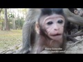 Life of monkeys Ep144, baby monkey newborn 3 day ago, baby monkey cute f...