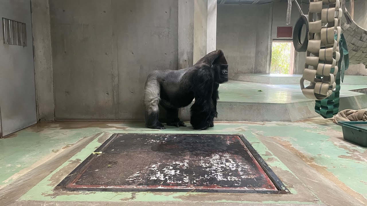 日本モンキーセンター公式 がライブ配信中！