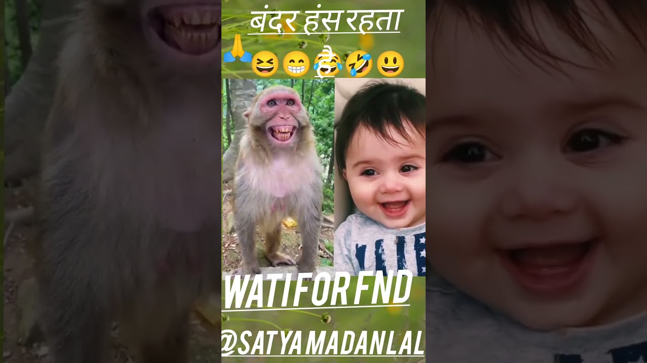 बंदर हंस रहता है🙏 madan lal comedy video ii video 