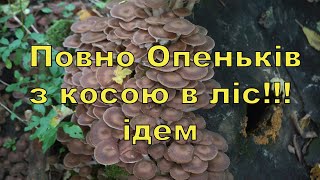 БАГАТО ОПЕНЬКІВ, Опеньки, Де ростуть Опеньки,опеньки осінні,опеньки 2021,где растут опята,Грибы 2021