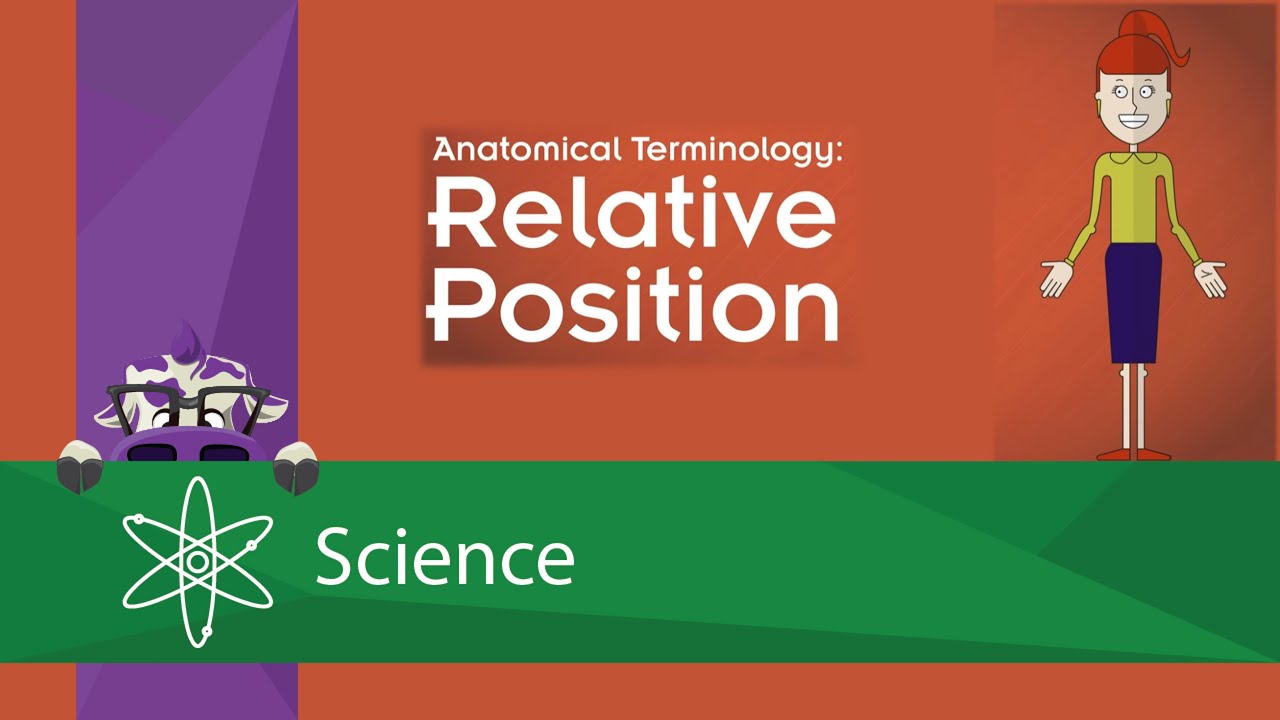 Anatomical Terminology: Relative Position - YouTube