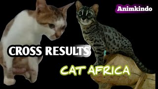 must watch || the result of a cross between the asian leopard cat x domestic cat by animkindo 2,113 views 2 years ago 3 minutes, 17 seconds