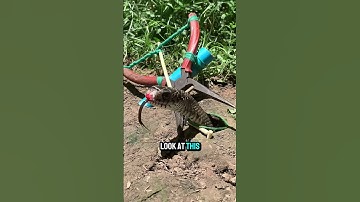 Simple Snake Trap #snaketrap #snakevideo #snake #snakehead #shorts #viralshorts