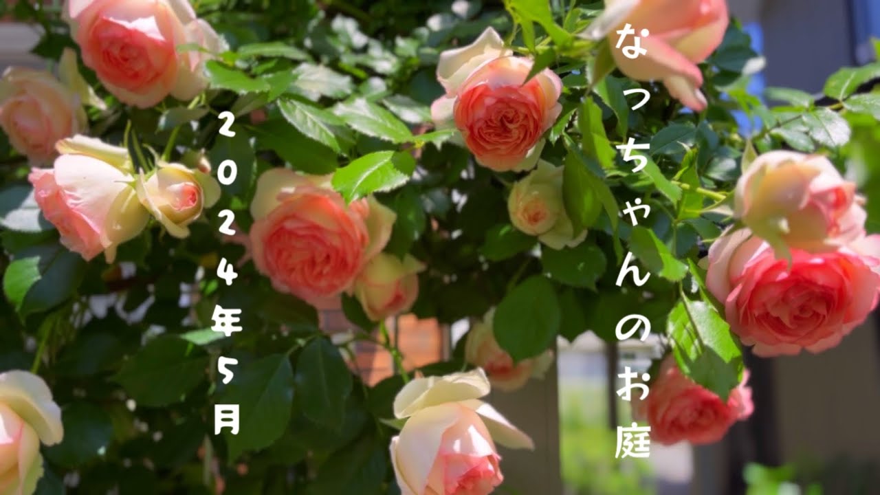 【バラ】2024わたしのお庭/アンジェラ/レオナルドダヴィンチ/ピエールドロンサール/薔薇が咲いた