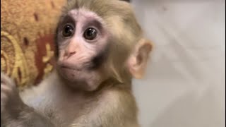 Coco Monkey Check The New Room