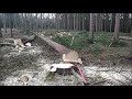 Work in the forest with STIHL MS 500i, part 150