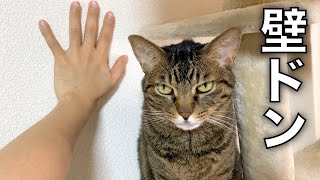 funny video  Reaction when owner says cool words to female cat.