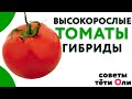 Высокорослые томаты. Какие сорта сажать