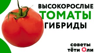 Высокорослые томаты. Какие сорта сажать