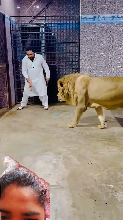 #tiger #lion #animals #pets #bigcat #youtube #tamed #africanlion #wildlife #miansaqib