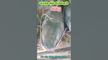 Cá lăng đuôi đỏ khổng lồ câu được từ tự nhiên.