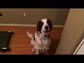 Z the Irish Red & White Setter Novice Tricks の動画、YouTube動画。