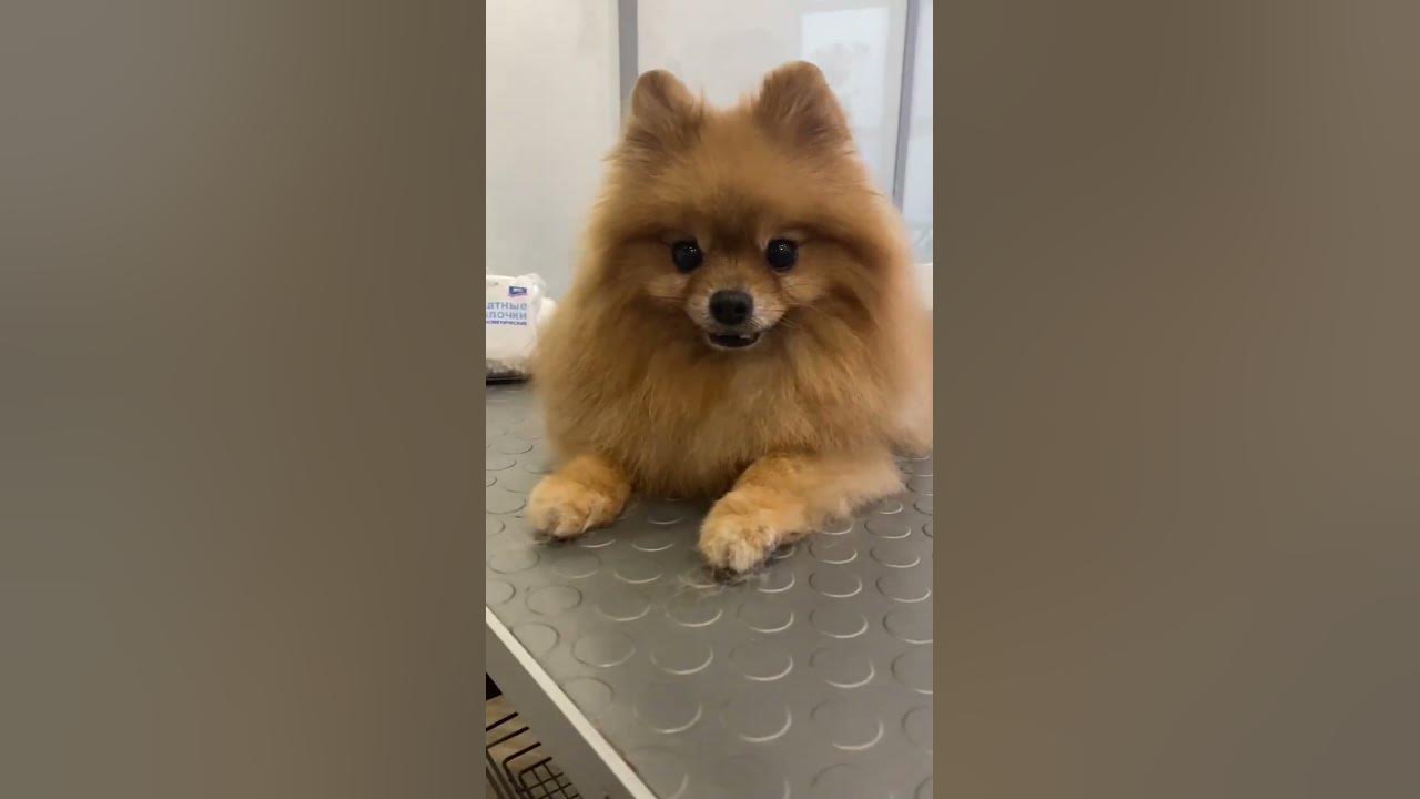 Груминг шпица🐾 #блог #грумер #животные #собака #влог #уходзаживотными # ...