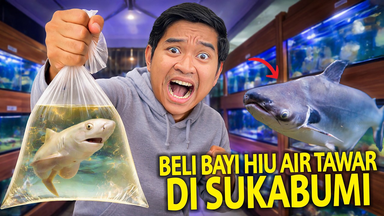 BELI BAYI IKAN HIU AIR TAWAR DI SUKABUMI! SIDAK DADAKAN TOKO AQUARIUM DI SUKABUMI! SEMOGA BISA GEDE!