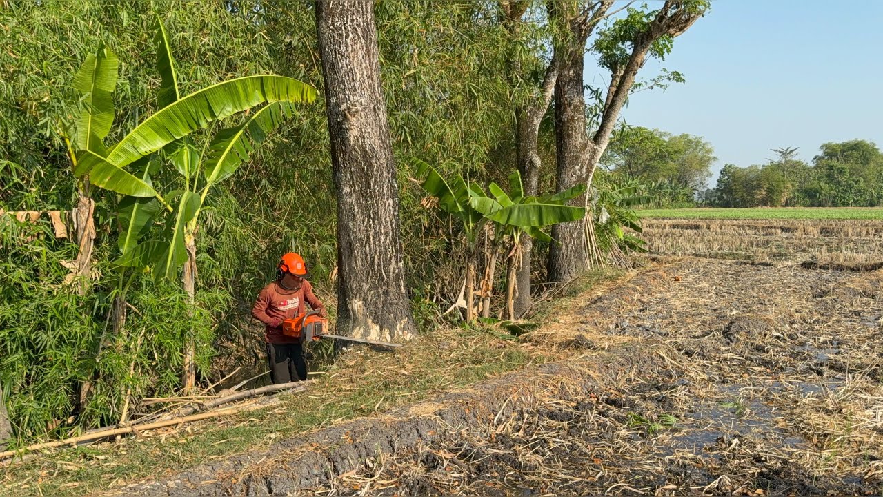 Blackened wood… 3 old trees finished with 2 monster chainsaws‼️