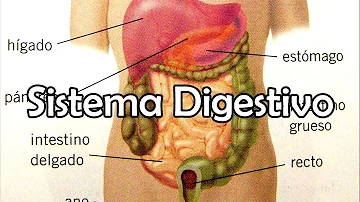 ¿Qué hace el sistema digestivo?