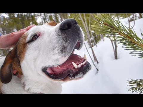 Adopt Moon-Pie -
