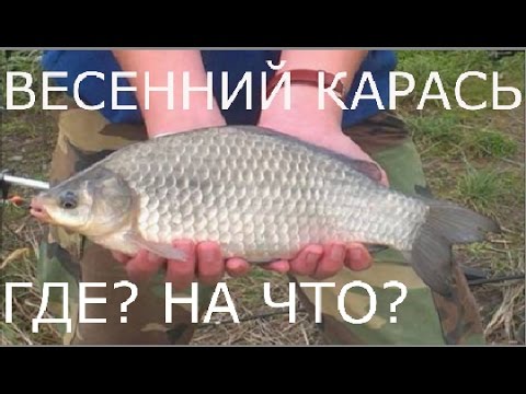 ловля карпа и карася в воронежской области