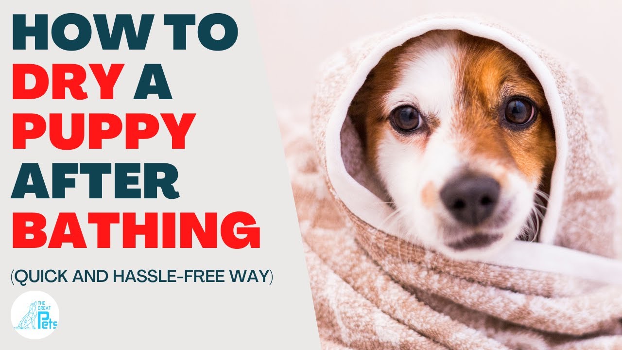 How to Dry off Puppy after Bath