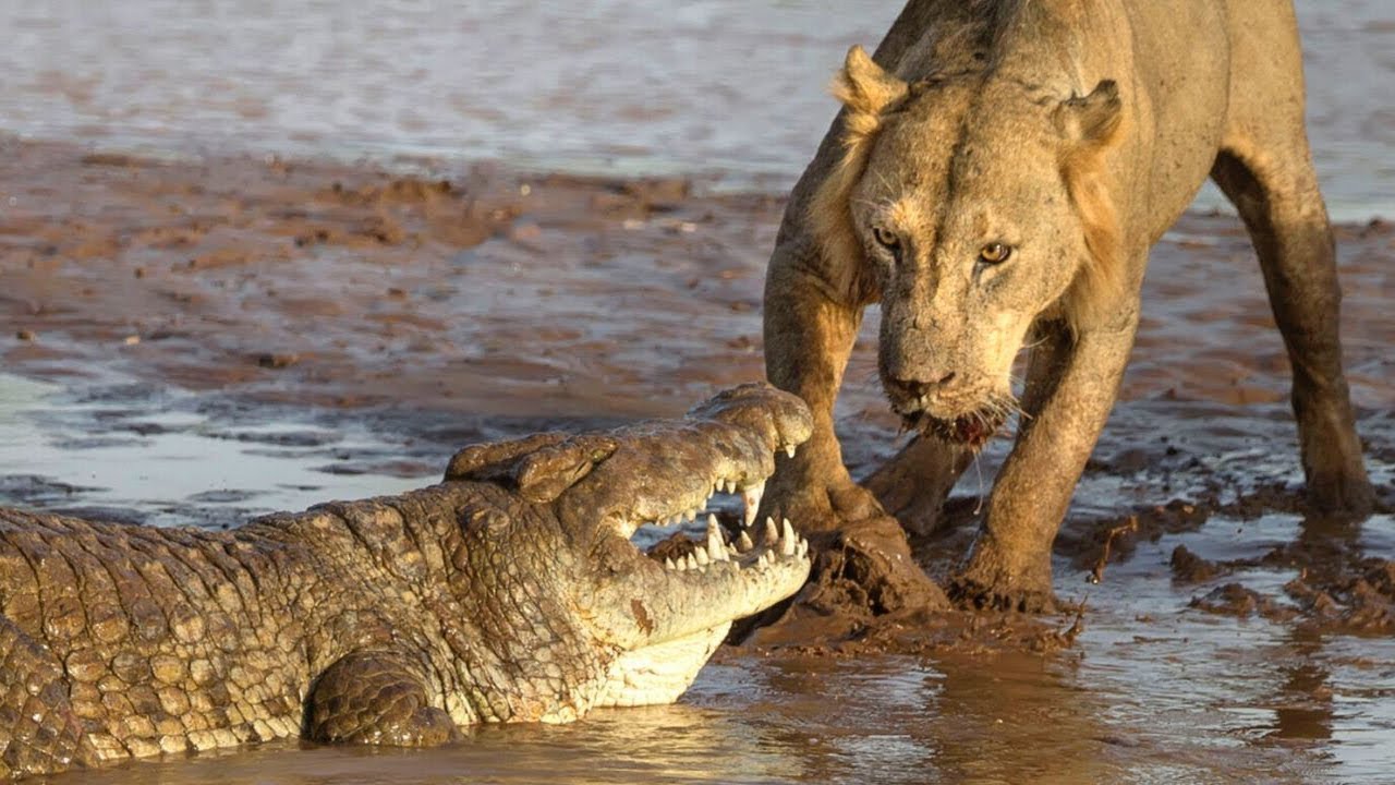 Схватка крокодилов. Гребнистый крокодил против бегемота. Нильский крокодил против Льва. Гребнистый крокодил против тигра. Нильский крокодил и тигр.