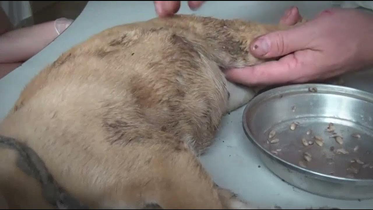 How to Remove Mango Worms from a Dog Animal Rescue Tips YouTube