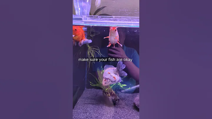 Make sure your fish have enough oxygen in this hot weather #fish #aquarium #animals #shorts