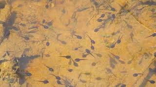 Tadpoles