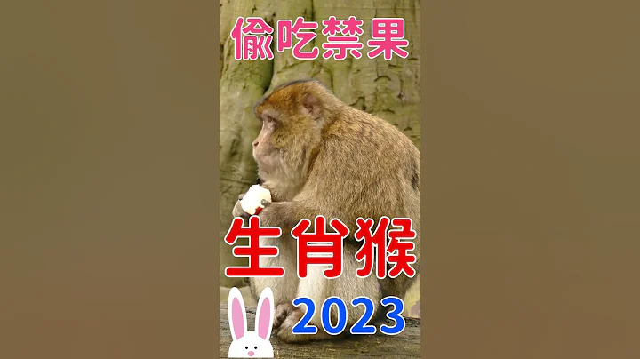 生肖猴在2023水兔年 兔猴相克中的惊喜！喜合正财！#shorts - 天天要闻