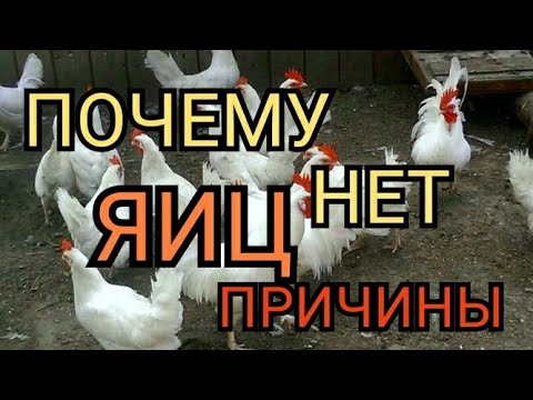 Причины?/Леггорн,Почему нету Яиц?//Почему не Несутся Куры?/Когда Занесутся Молодки?/Chickens Leghorn