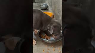 Toki Bully #dog #americanbully #bullybreed