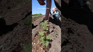 🥕 GUTTER CARROTS 🥕 #growyourownfood #gardenhacks #beginnergardening