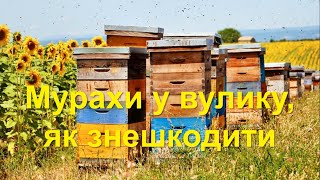 Мурахи у вулику, як знешкодити