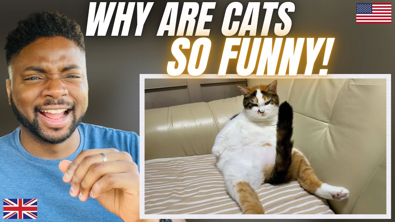 CATS BEING THE FUNNIEST ANIMALS ALIVE! - Brit Reacts