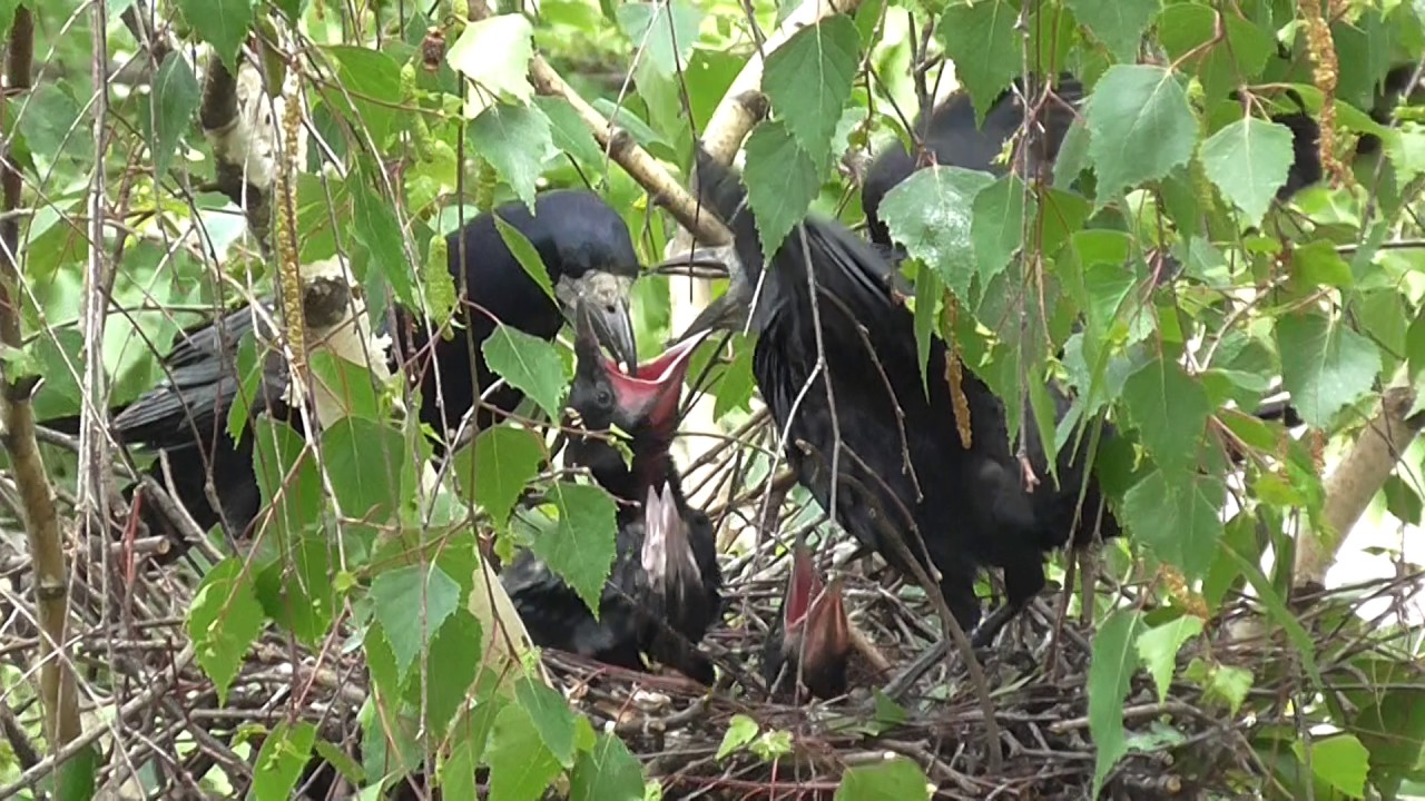 Гнездо на гарги - YouTube