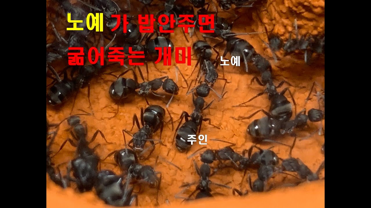 노예가 밥안주면 굶어죽는 약탈자의최고봉 곰개미를 노예취급하는개미 사무라이개미 또는 무사개미