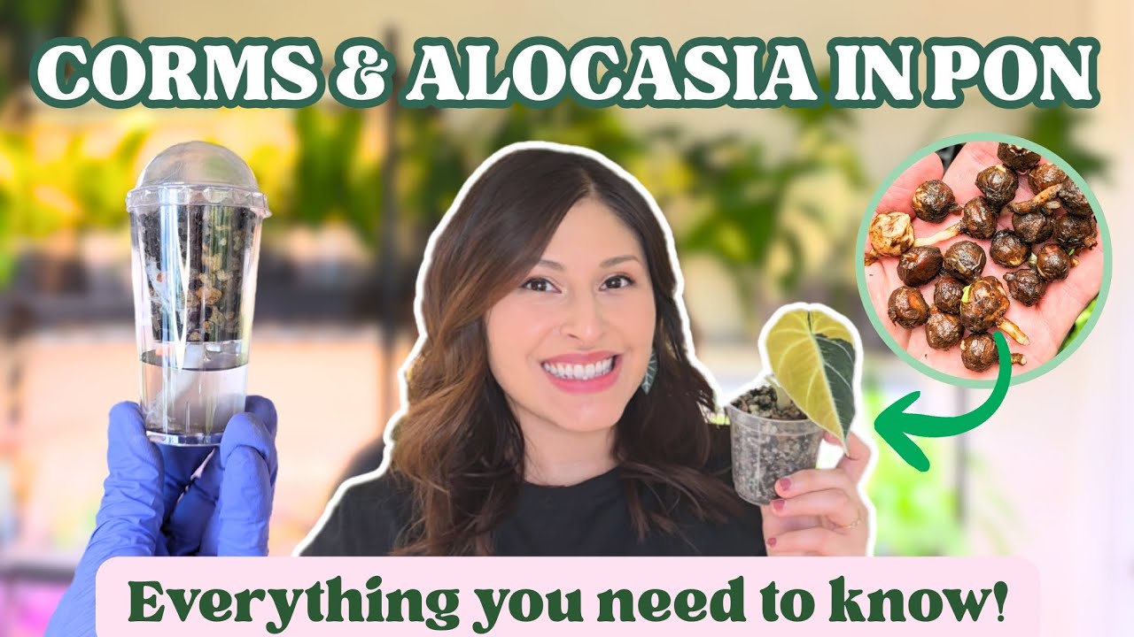 How to Sprout & Grow Alocasia Corms in Semi-Hydro (Pon) | Complete Care Guide