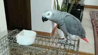 Fandok Enjoys Playing With Puzzles Or Toys That Require Problemsolving Skills.