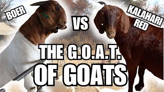 The BOER vs The KALAHARI Red #farming #goat #goatfarming