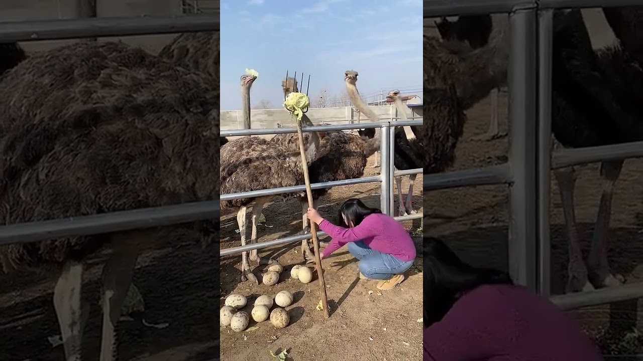Woman Feeds Ostriches