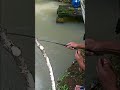 MANTAP FULL STRIKE! MANCING IKAN BORONGAN DI KOLAM PAK GITO #shorts