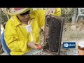 Honey Beekeeping Farm In Balkh فارم زنبور عسل در بلخ