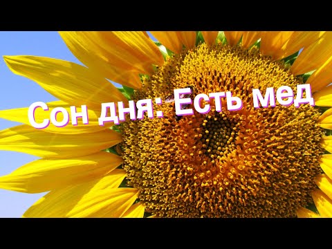 Сон дня: К чему снится Есть мед?