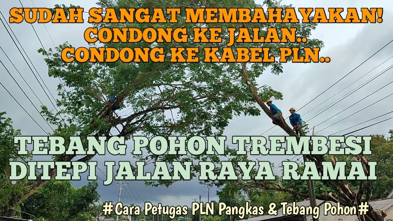 TEBANG POHON TREMBESI YG CONDONG KE JALAN DAN KABEL PLN