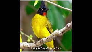 Download Lagu Burung Kutilang (Ibu Sud) - by Opa Johny Damar Download Lagu Burung Kutilang (Ibu Sud) - by Opa Johny Damar